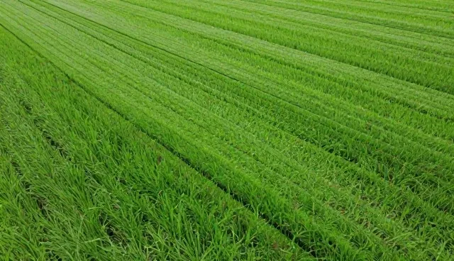 种植技术指导中维护流程的理解误区